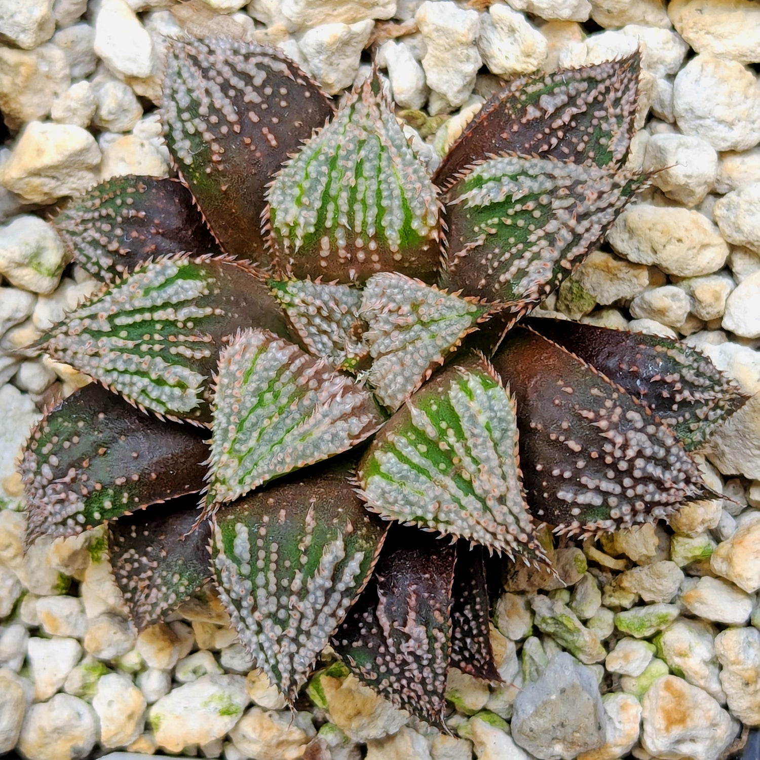 Haworthia hybrid series PP611 #4