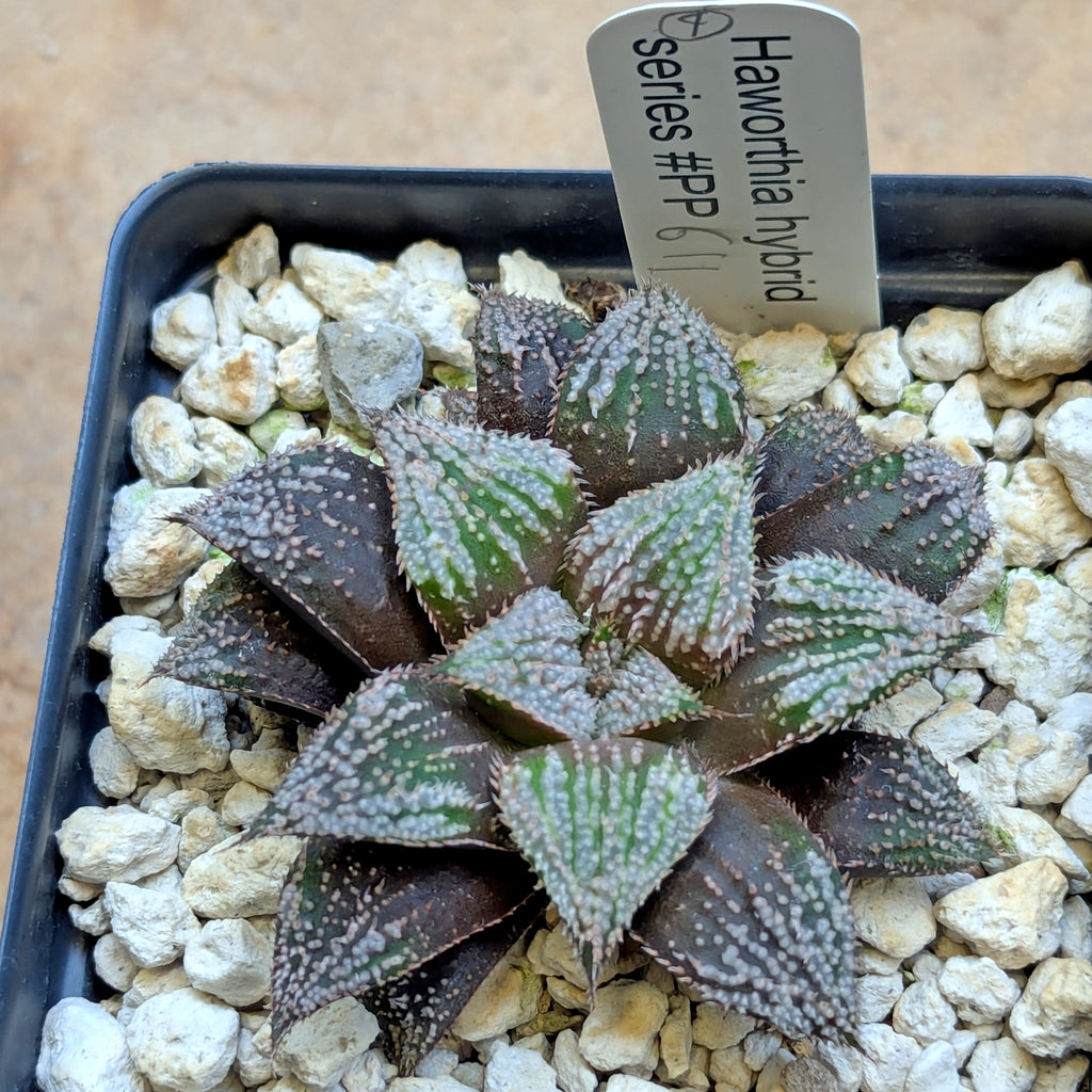 Haworthia hybrid series PP611 #4