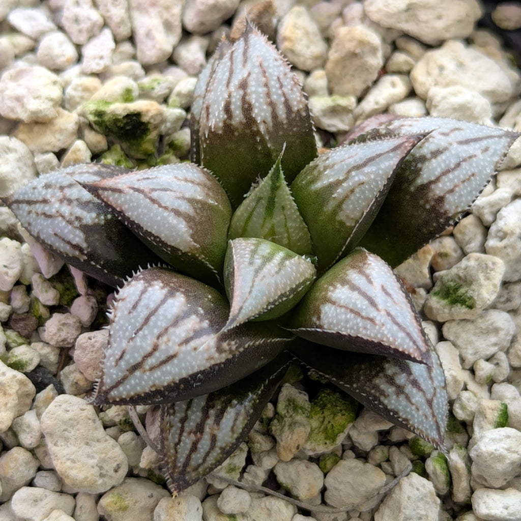 Haworthia PP557hybrid series #4