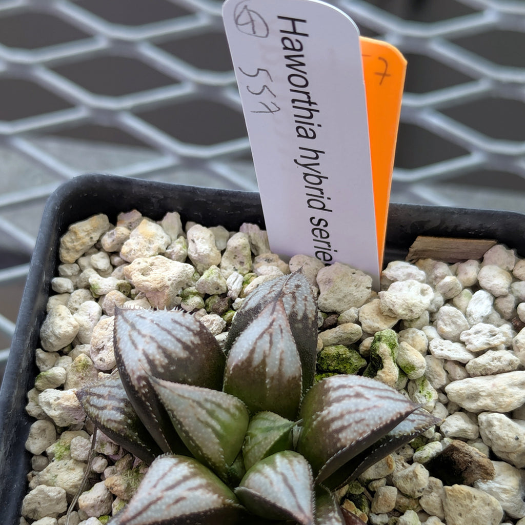 Haworthia PP557hybrid series #4