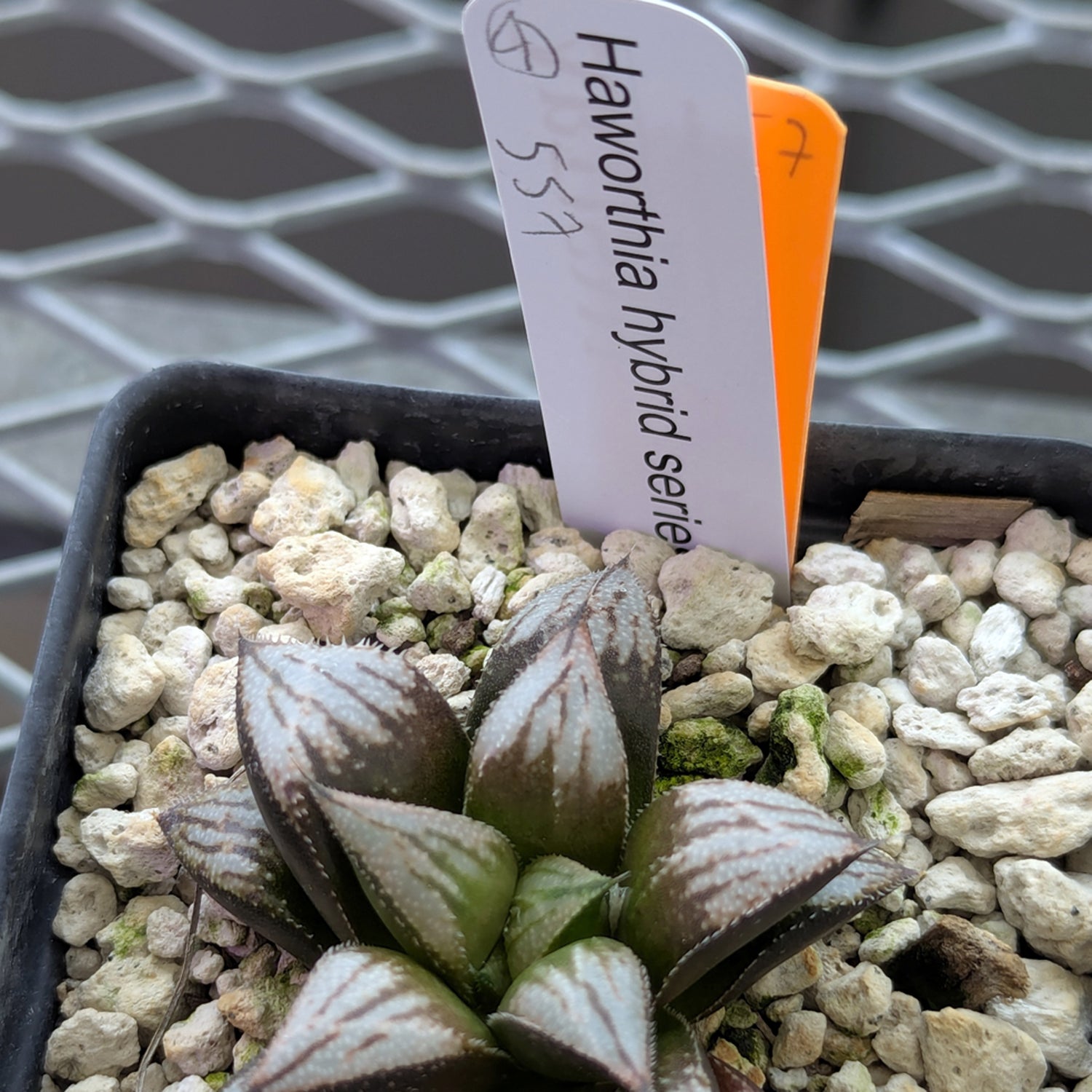 Haworthia PP557hybrid series #4
