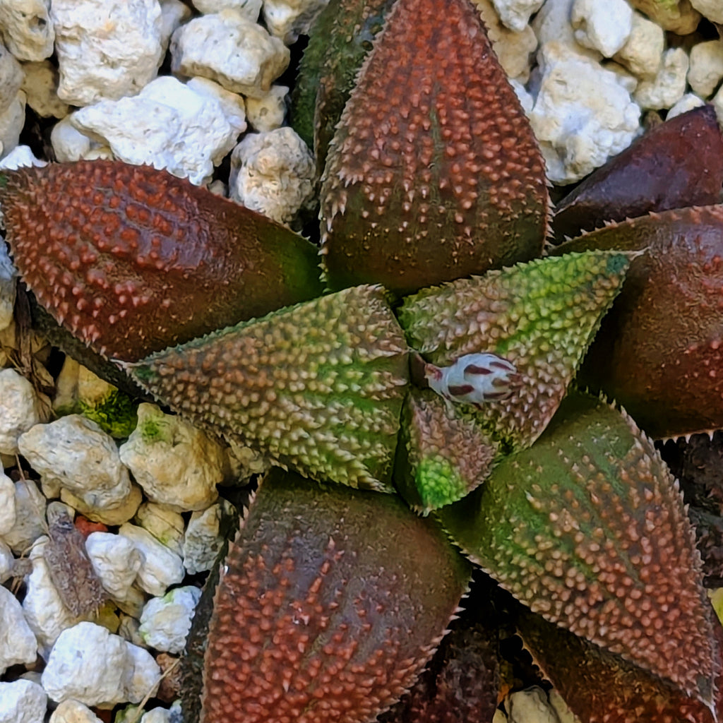 Haworthia hybrid series PP584 #4