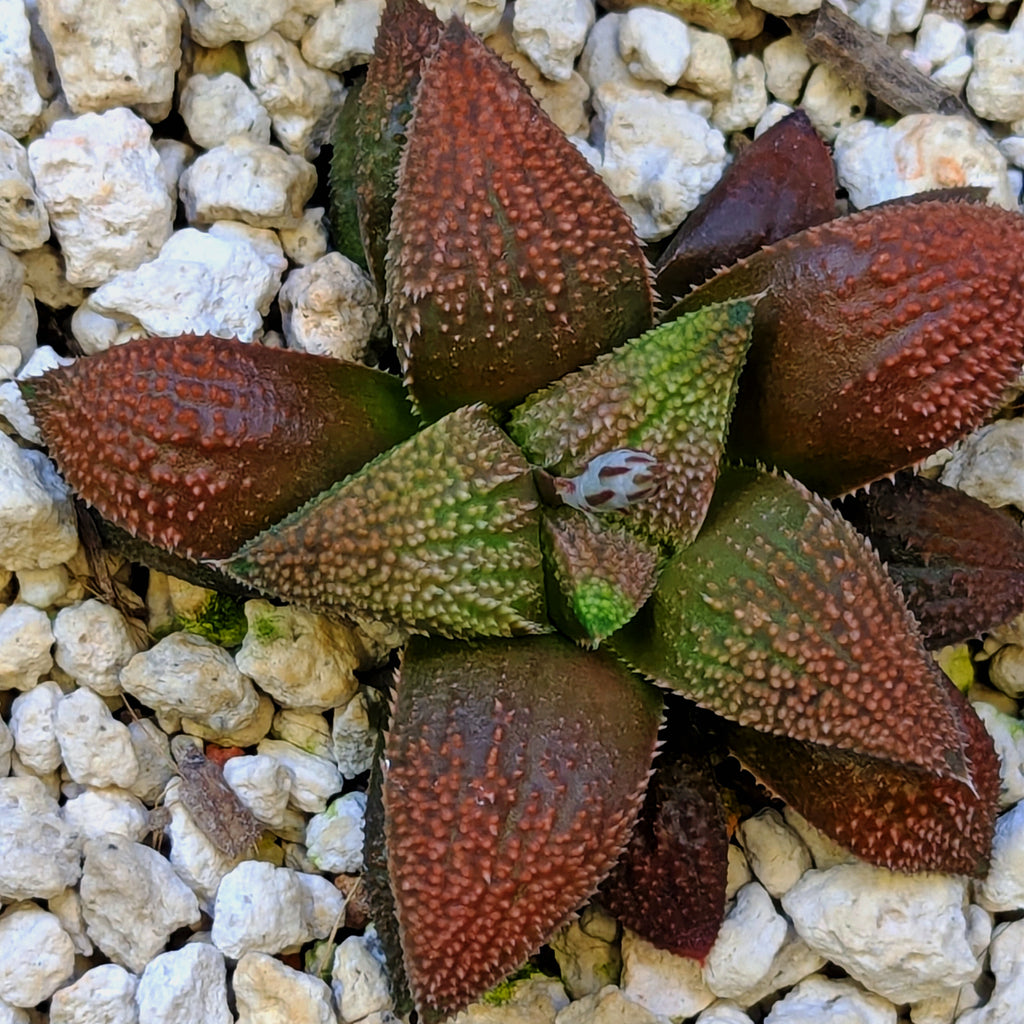 Haworthia hybrid series PP584 #4