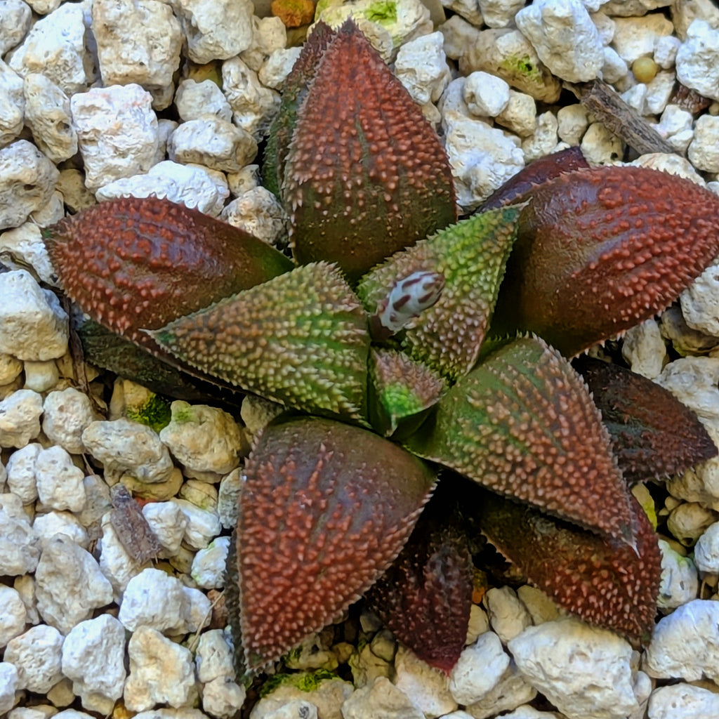 Haworthia hybrid series PP584 #4