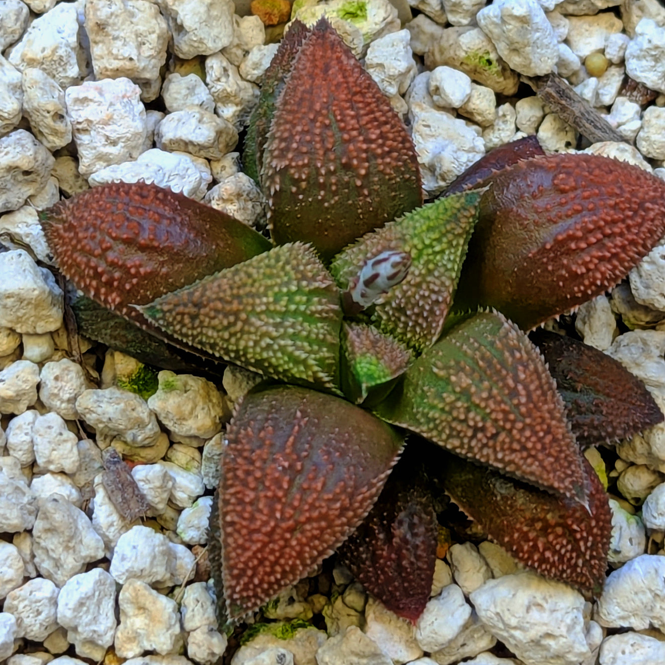 Haworthia hybrid series PP584 #4