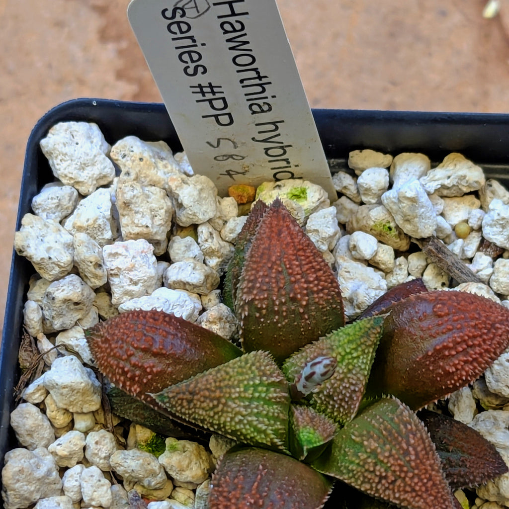 Haworthia hybrid series PP584 #4