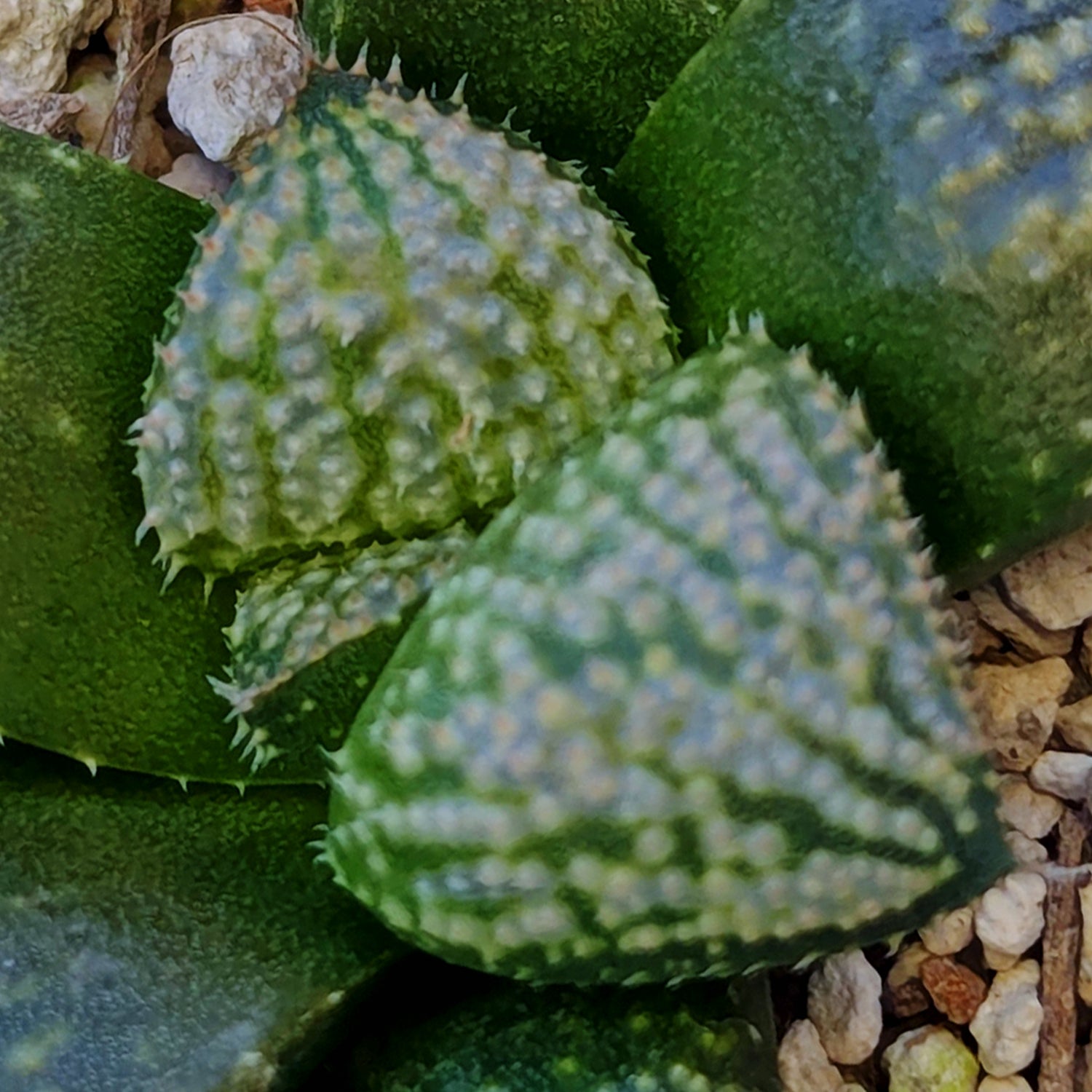 Haworthia "TetraTreasures" PP634 hybrid series #4