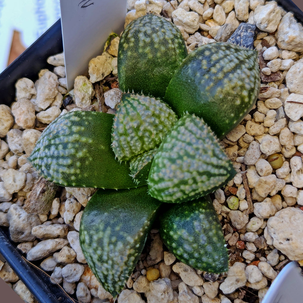 Haworthia "TetraTreasures" PP634 hybrid series #4