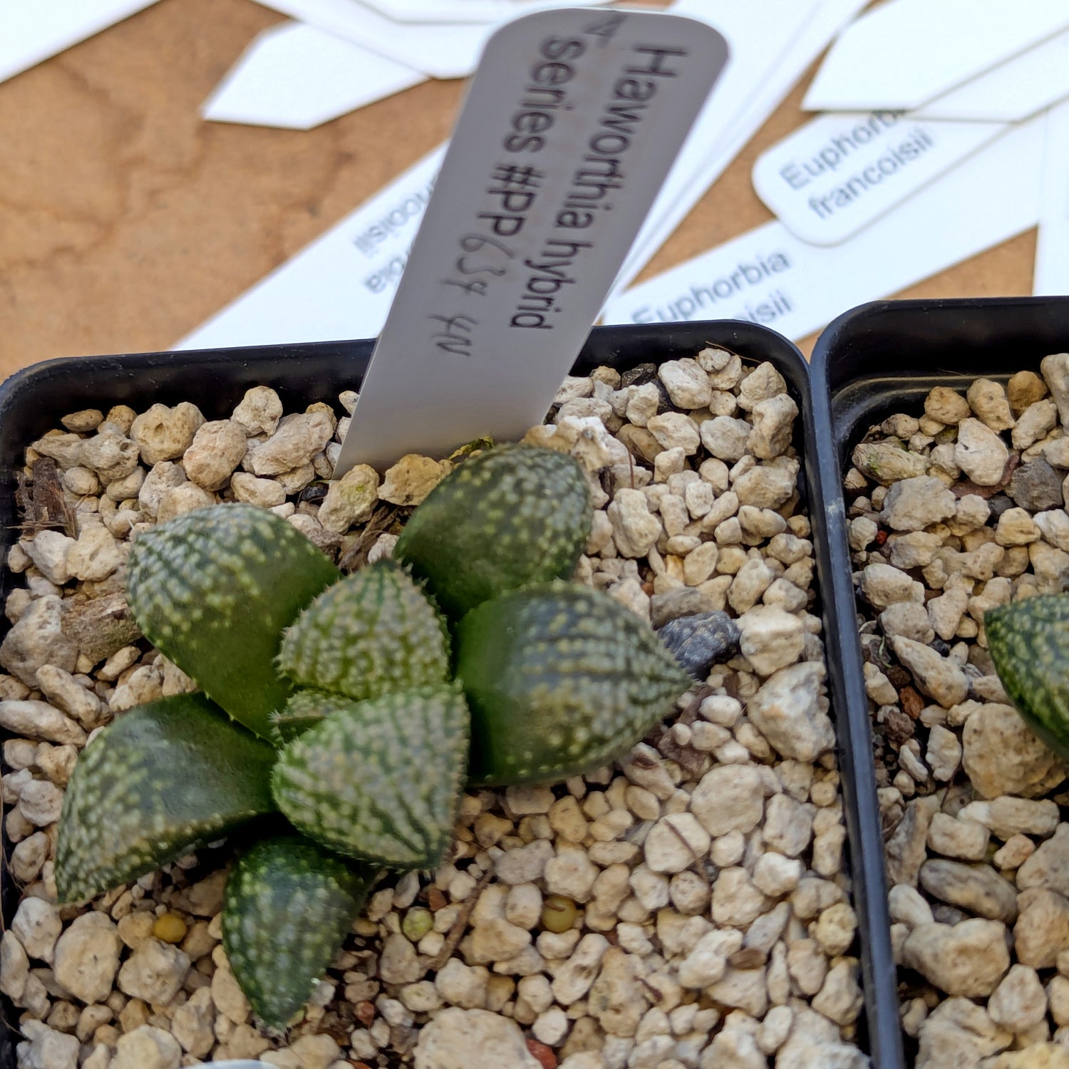 Haworthia "TetraTreasures" PP634 hybrid series #4