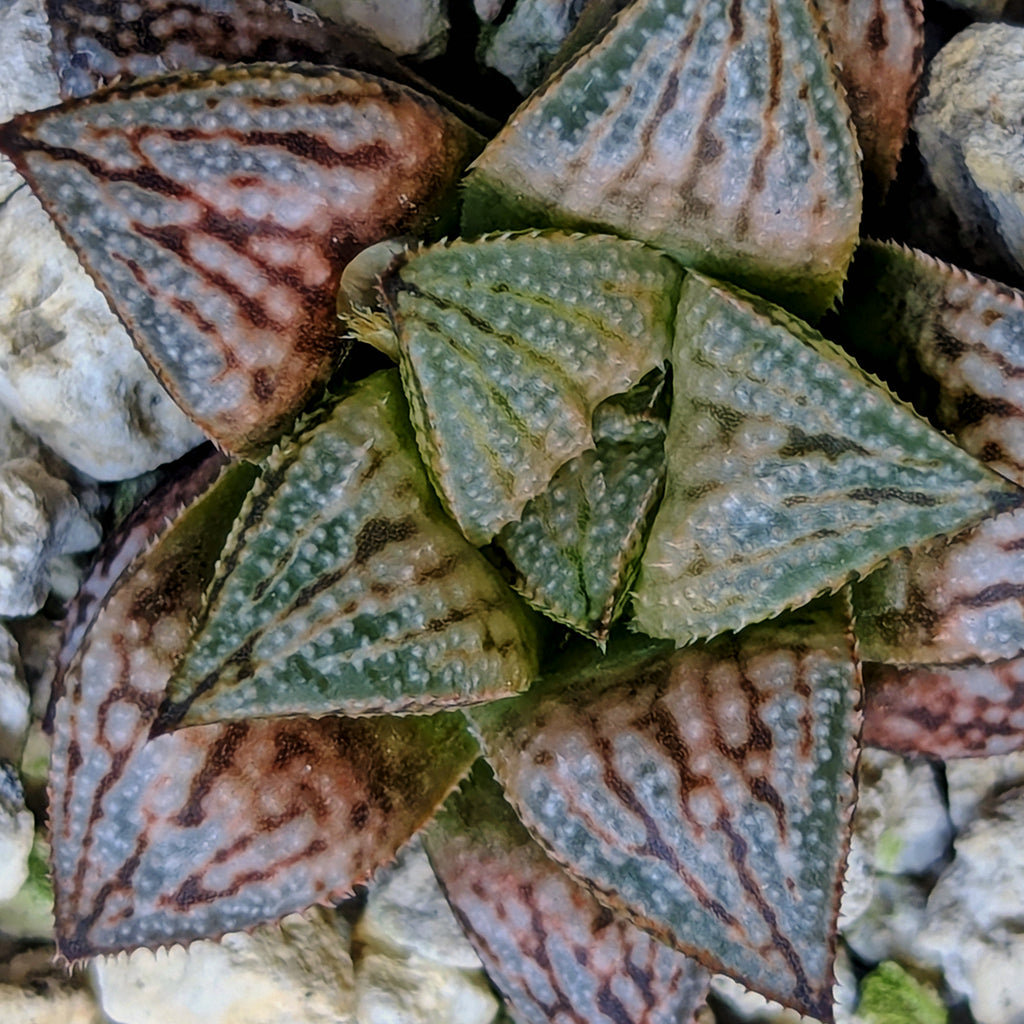 Haworthia hybrid series PP583 #40