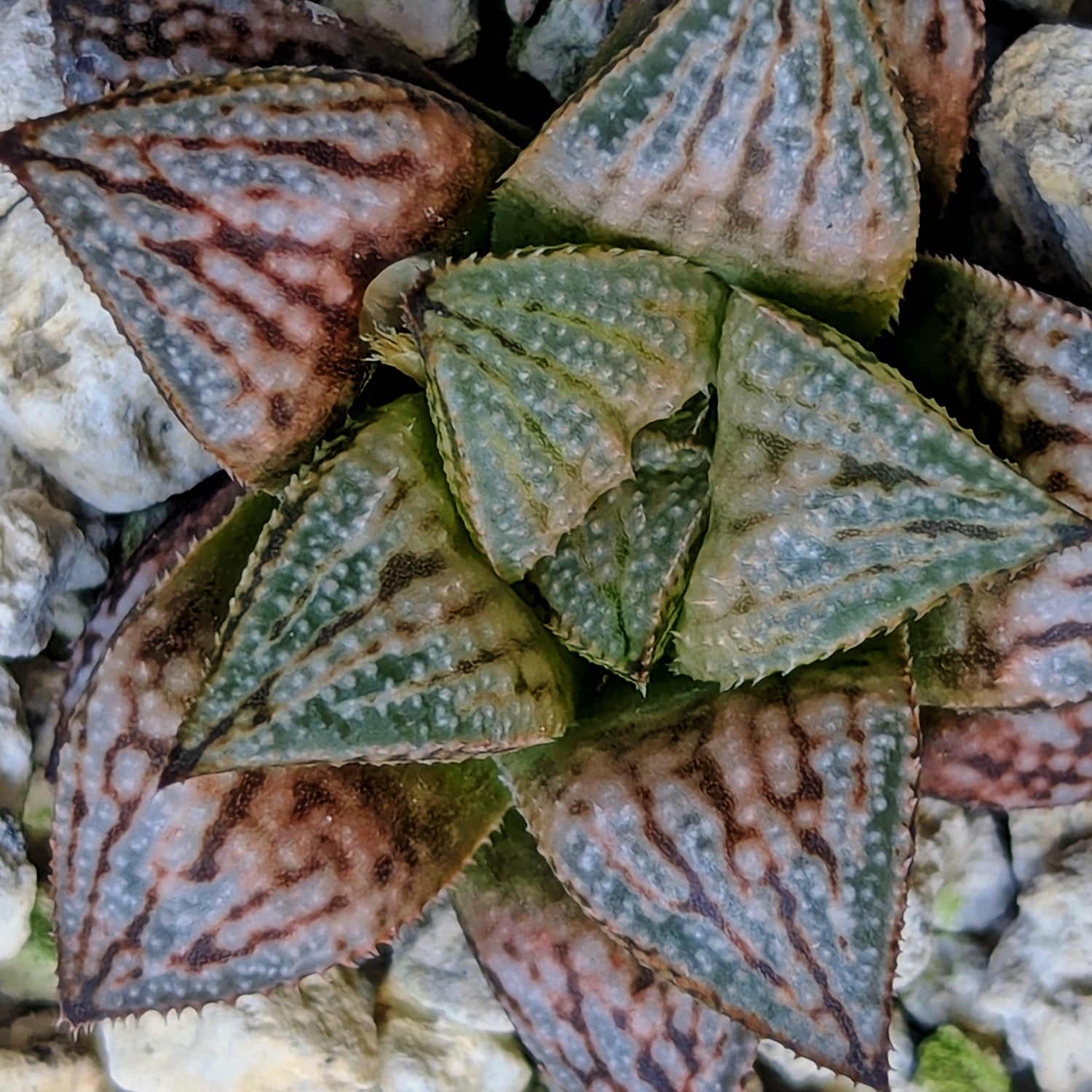 Haworthia hybrid series PP583 #40