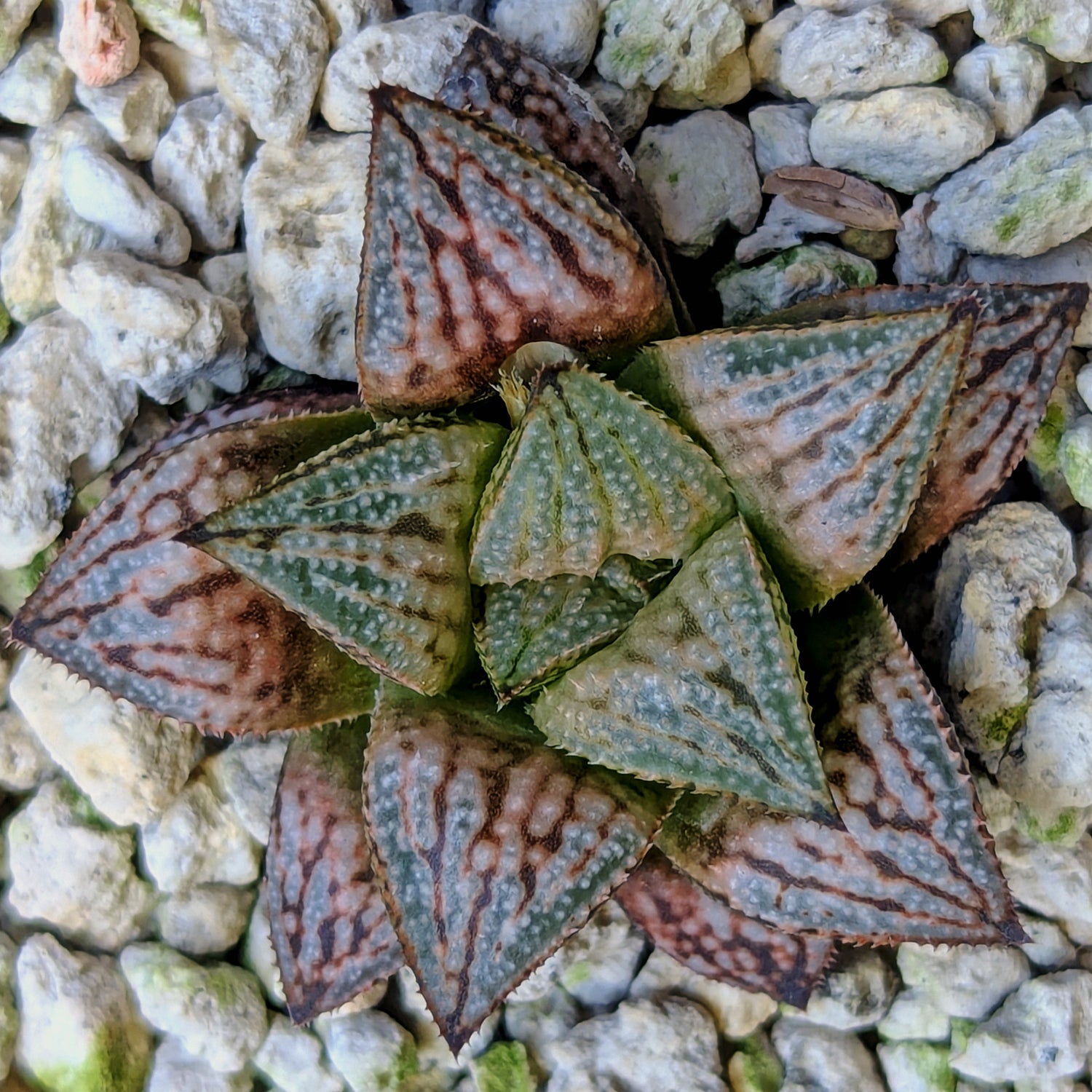 Haworthia hybrid series PP583 #40