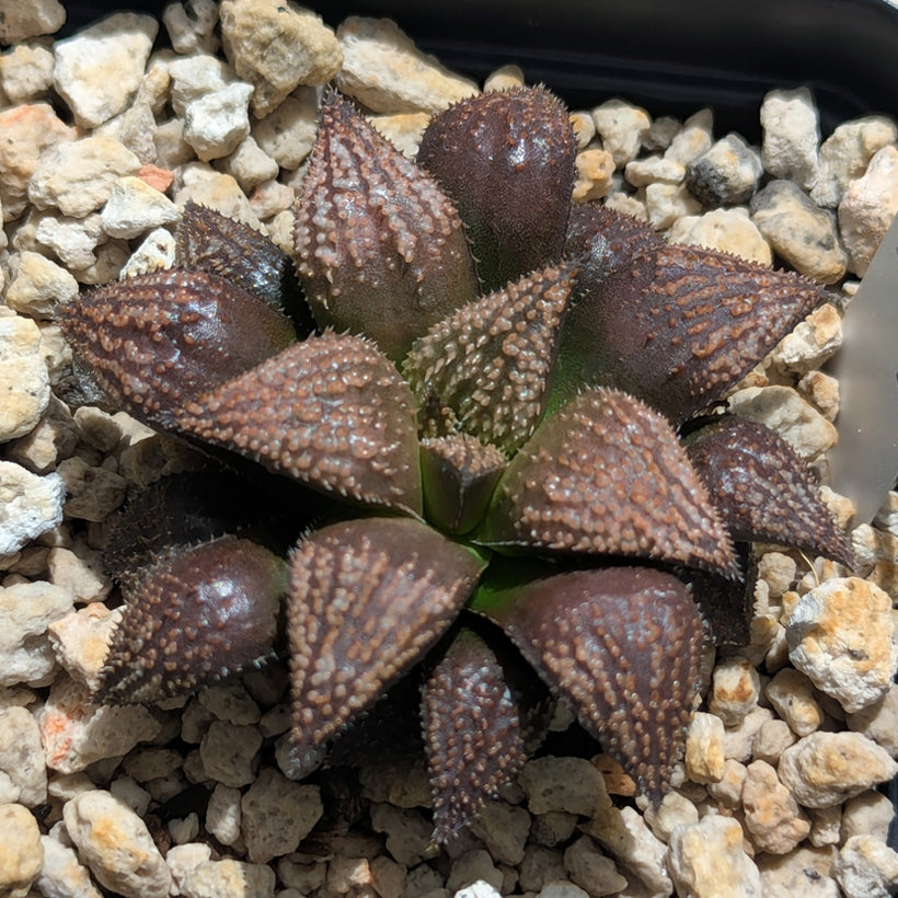 Haworthia hybrid series PP611 #40