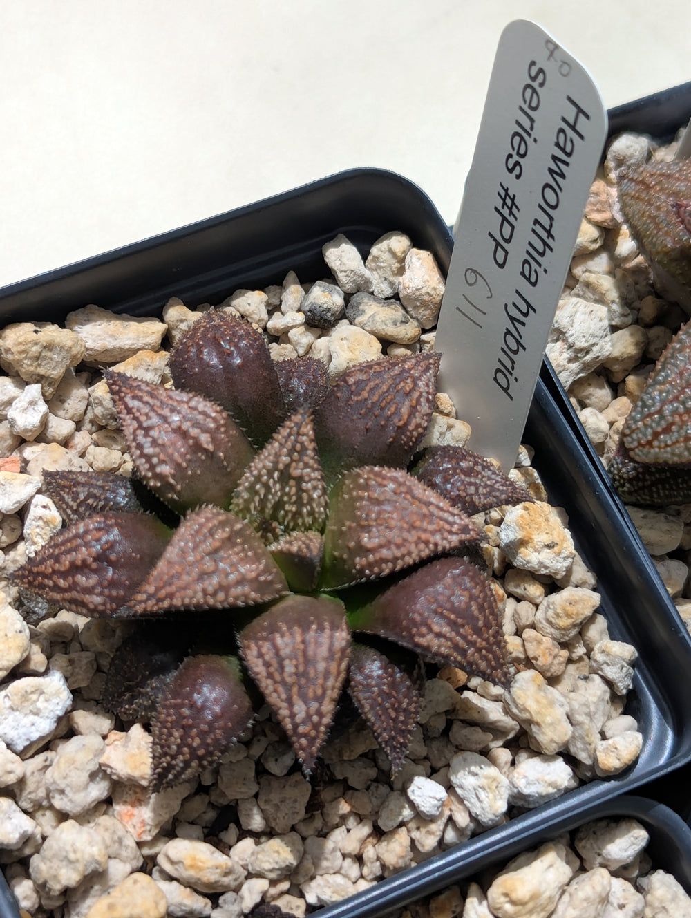 Haworthia hybrid series PP611 #40