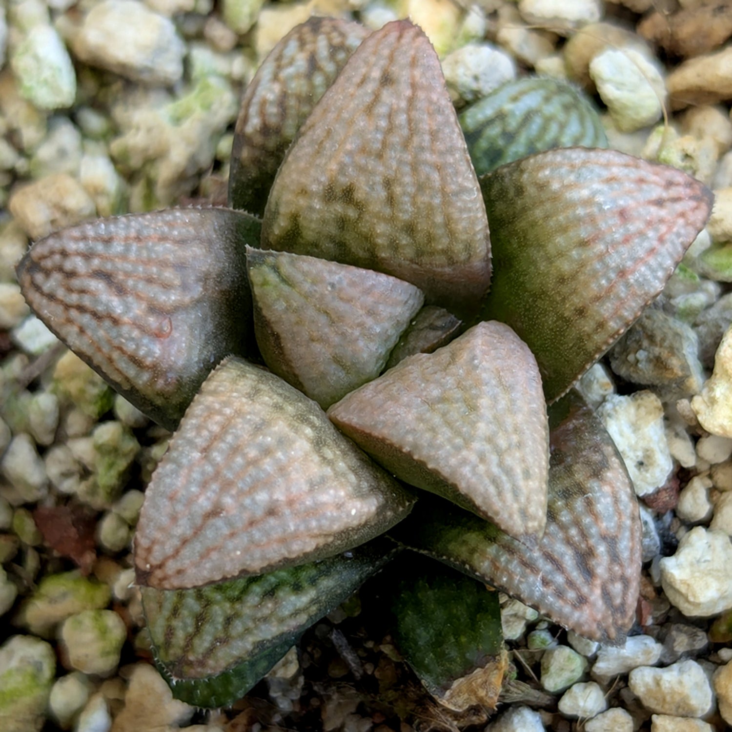 Haworthia "TetraTreasures" PP634 hybrid series #40