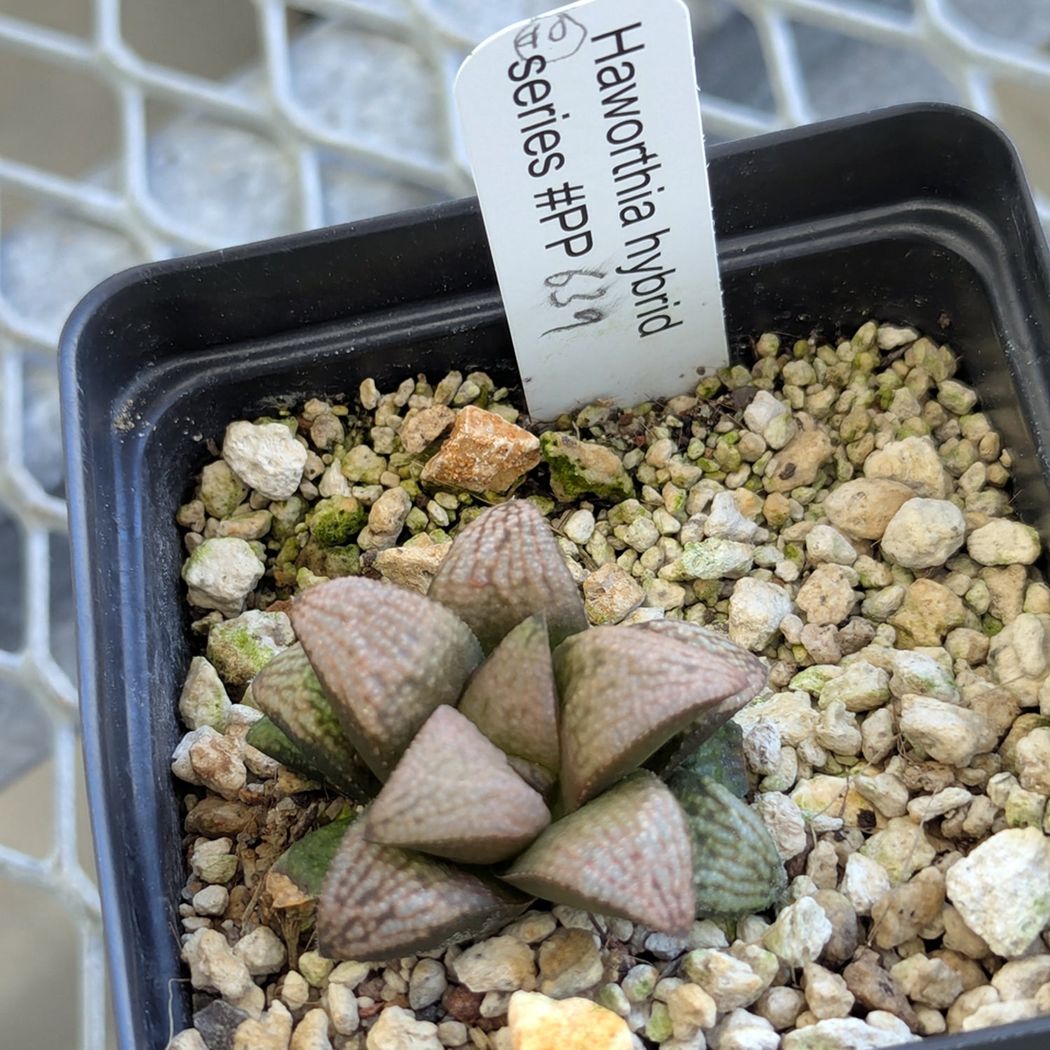 Haworthia "TetraTreasures" PP634 hybrid series #40