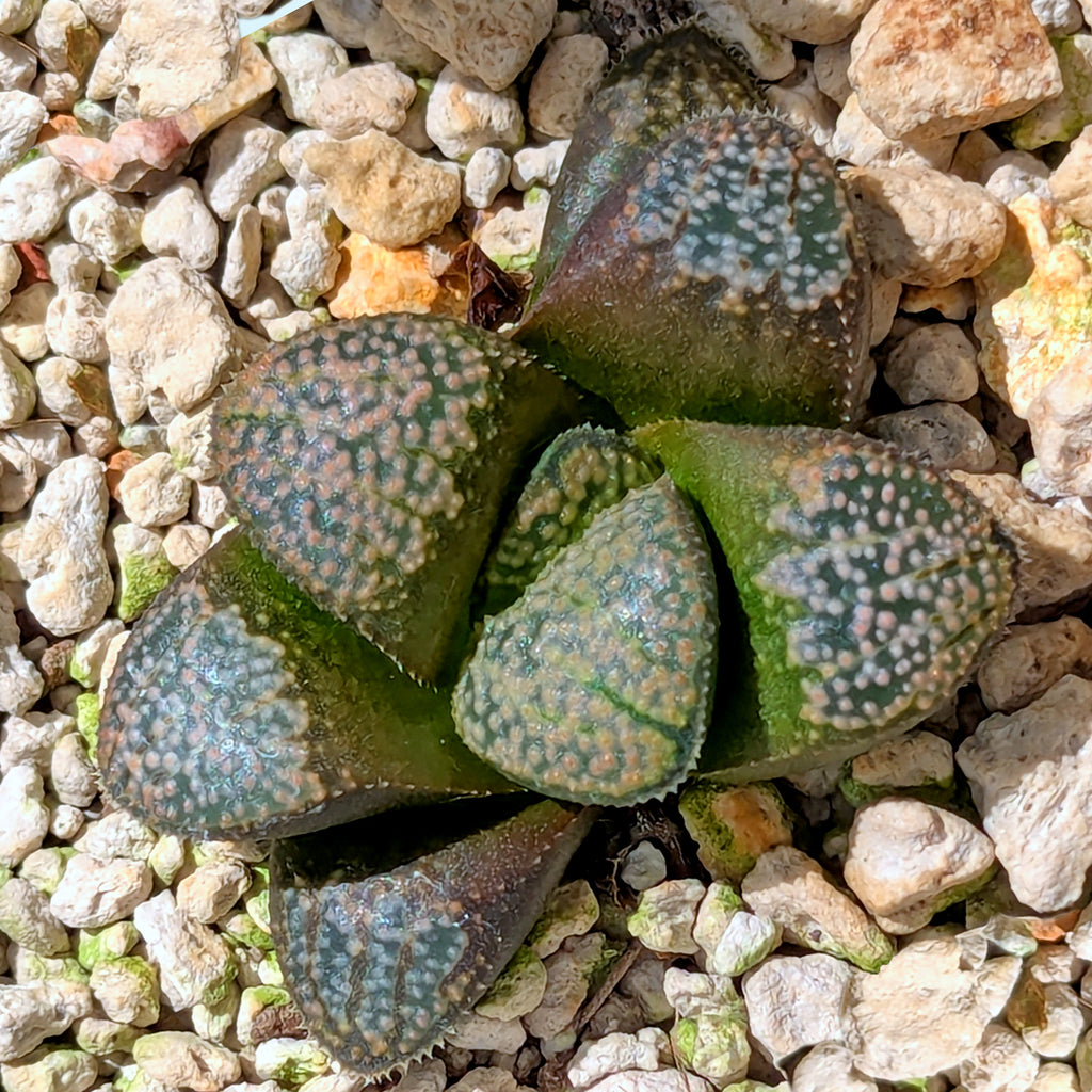 Haworthia "TetraTreasures" PP631 groenewaldii hybrid series #41