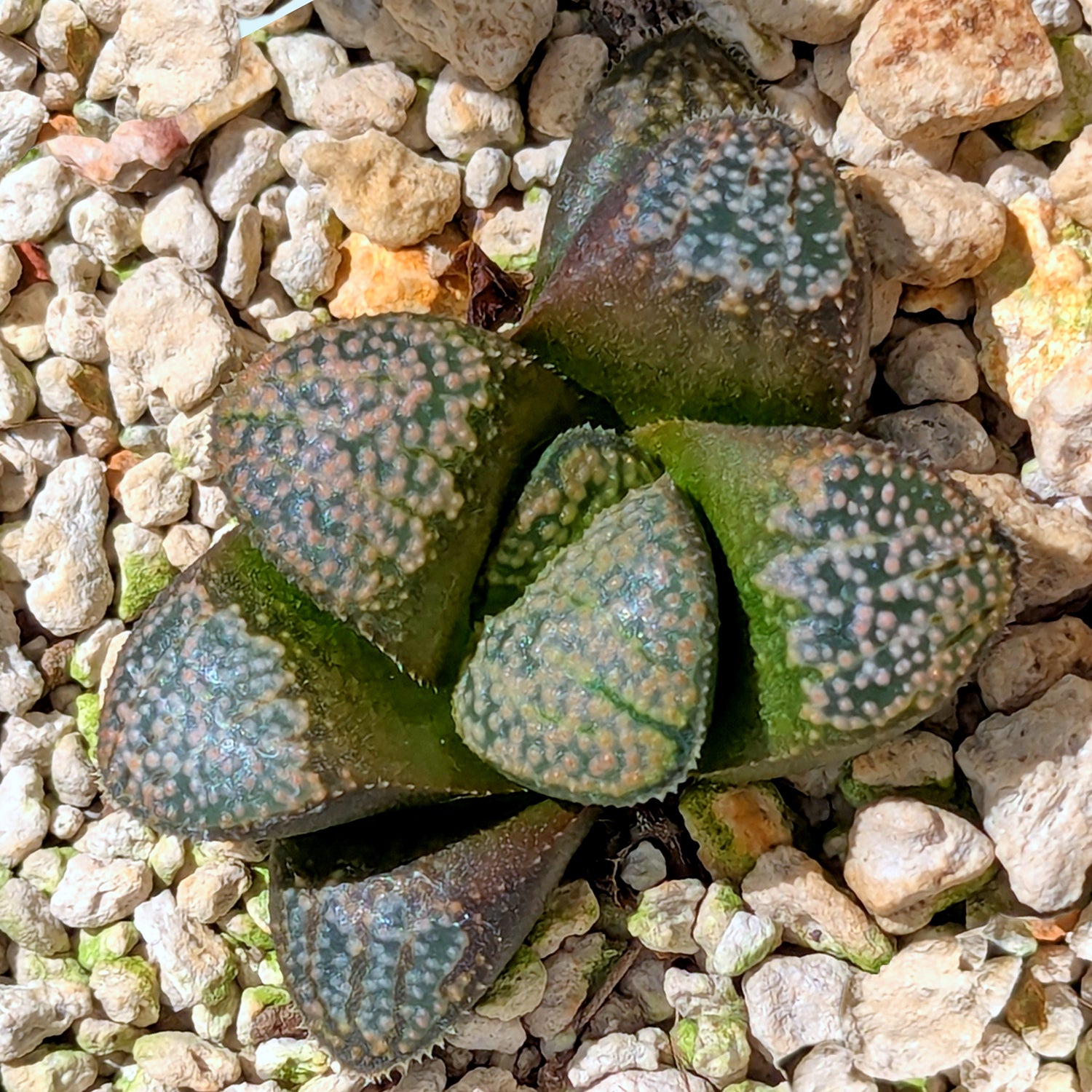 Haworthia "TetraTreasures" PP631 groenewaldii hybrid series #41
