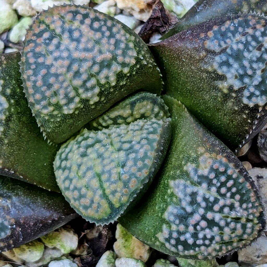 Haworthia "TetraTreasures" PP631 groenewaldii hybrid series #41