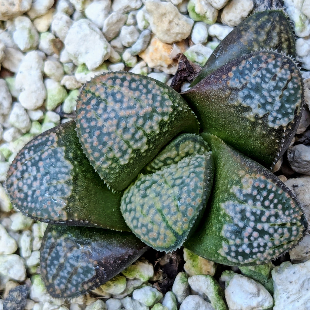 Haworthia "TetraTreasures" PP631 groenewaldii hybrid series #41
