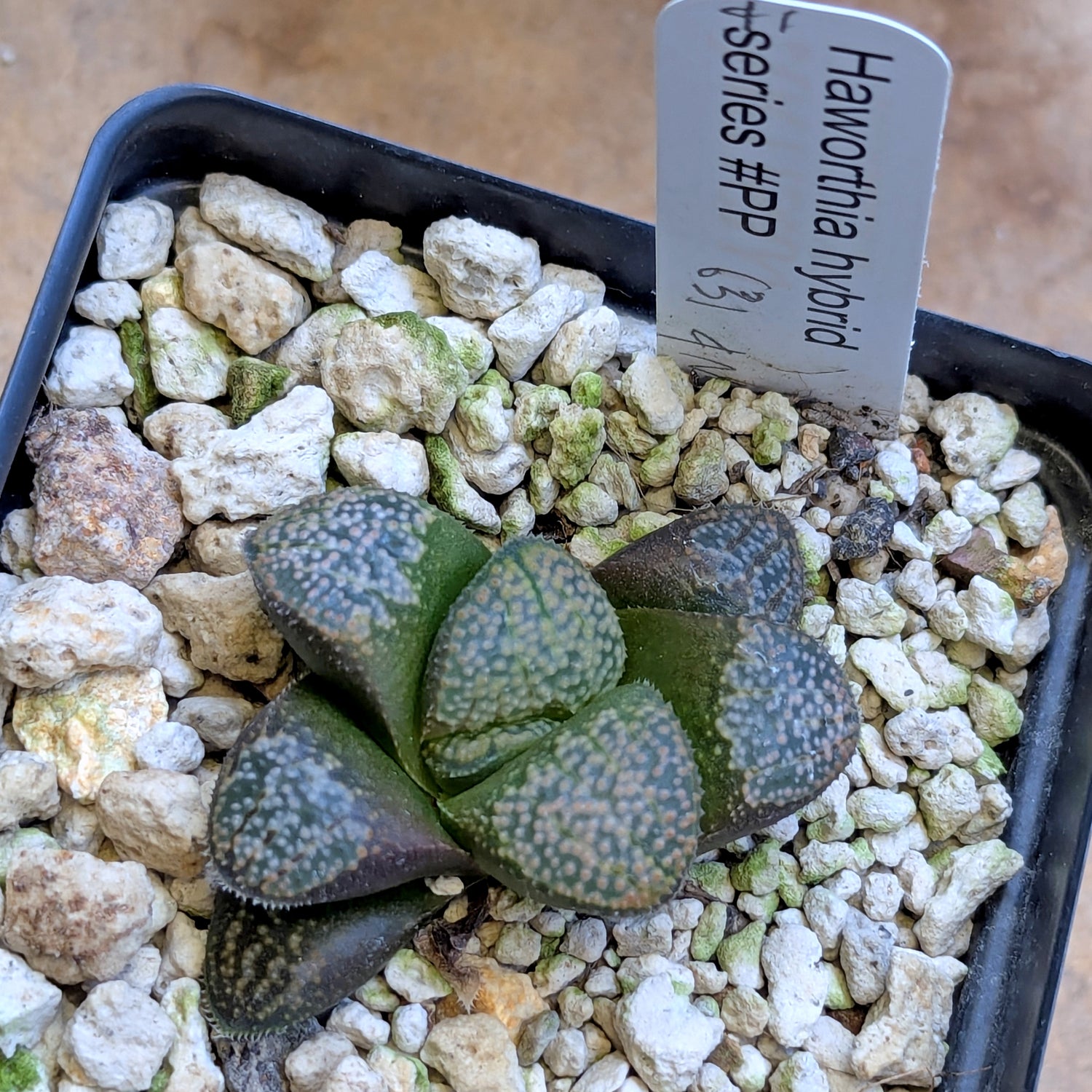 Haworthia "TetraTreasures" PP631 groenewaldii hybrid series #41