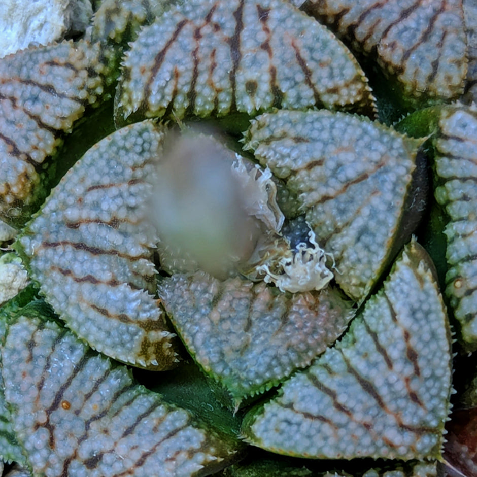 Haworthia hybrid series PP531 #41