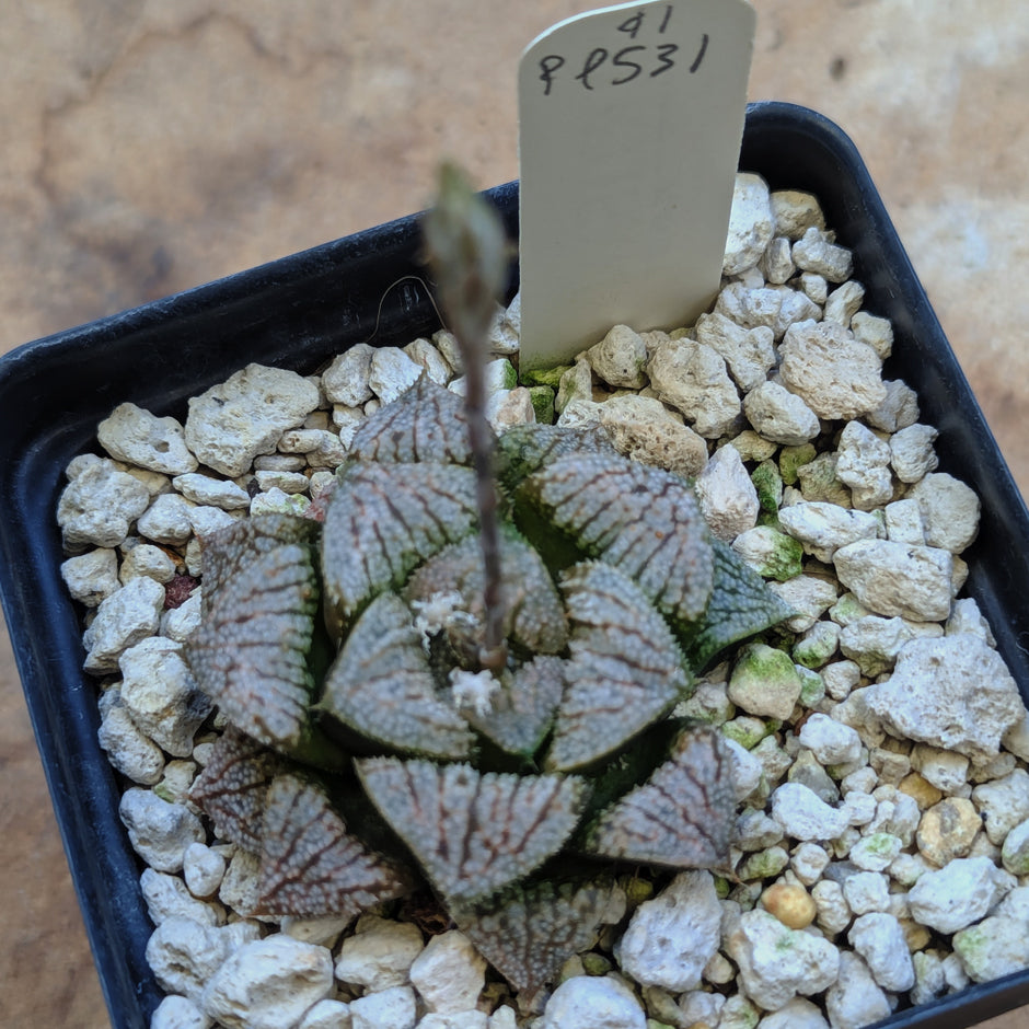 Haworthia hybrid series PP531 #41