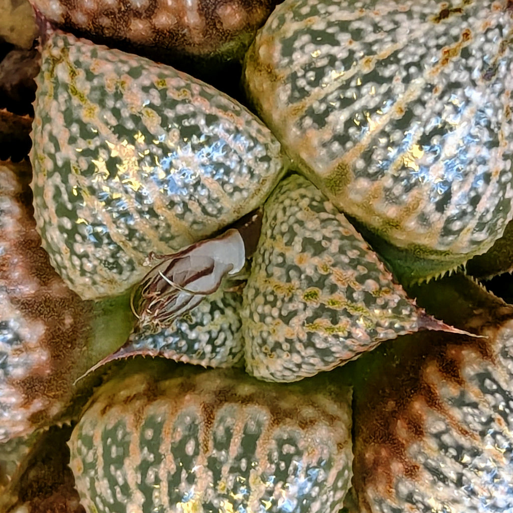 Haworthia hybrid series PP639 #41