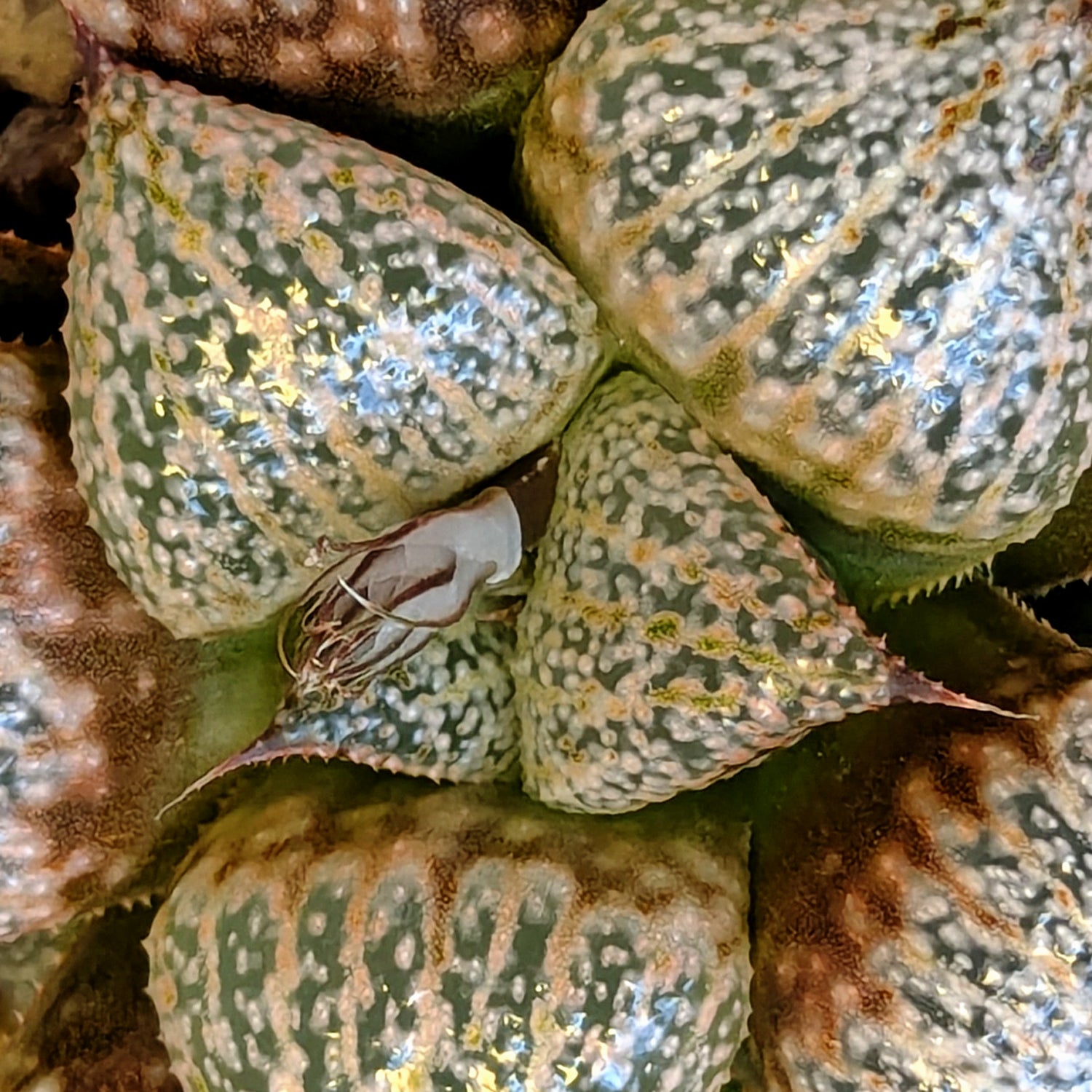 Haworthia hybrid series PP639 #41
