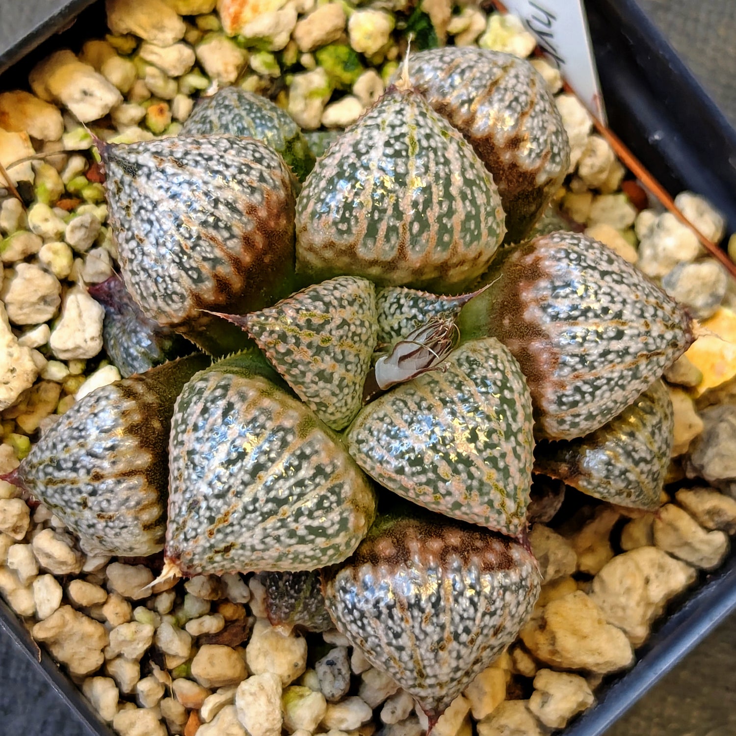 Haworthia hybrid series PP639 #41