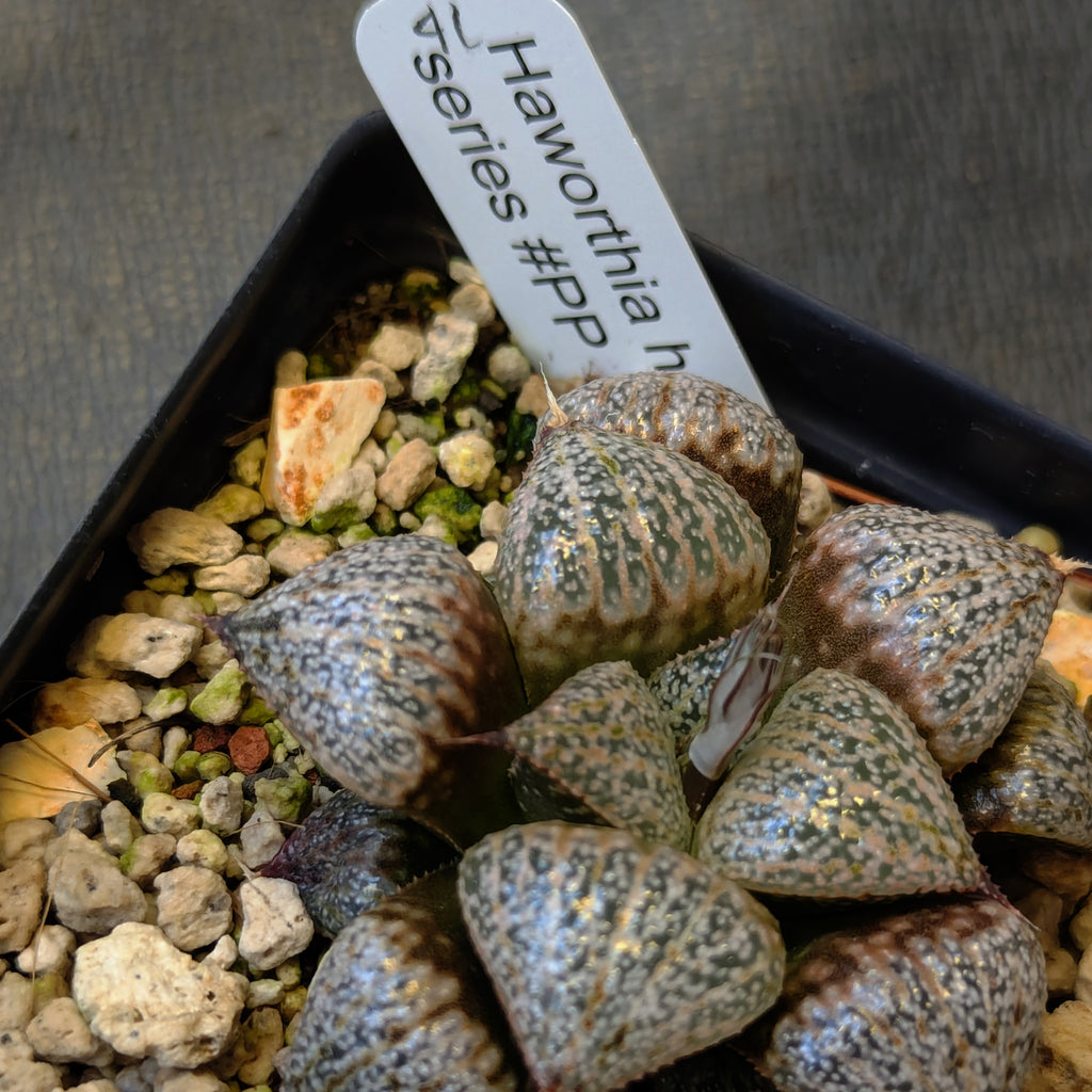 Haworthia hybrid series PP639 #41