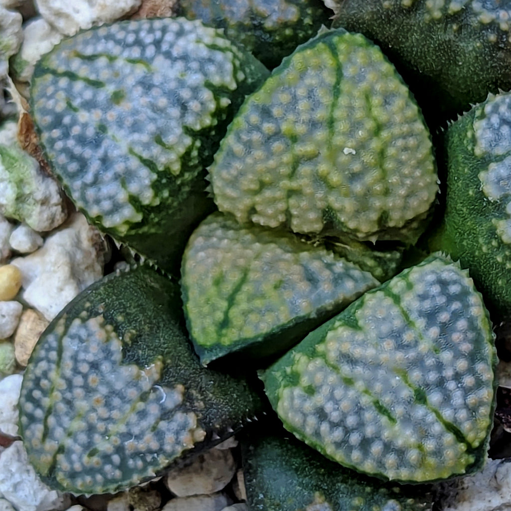 Haworthia "TetraTreasures" PP631 groenewaldii hybrid series #43