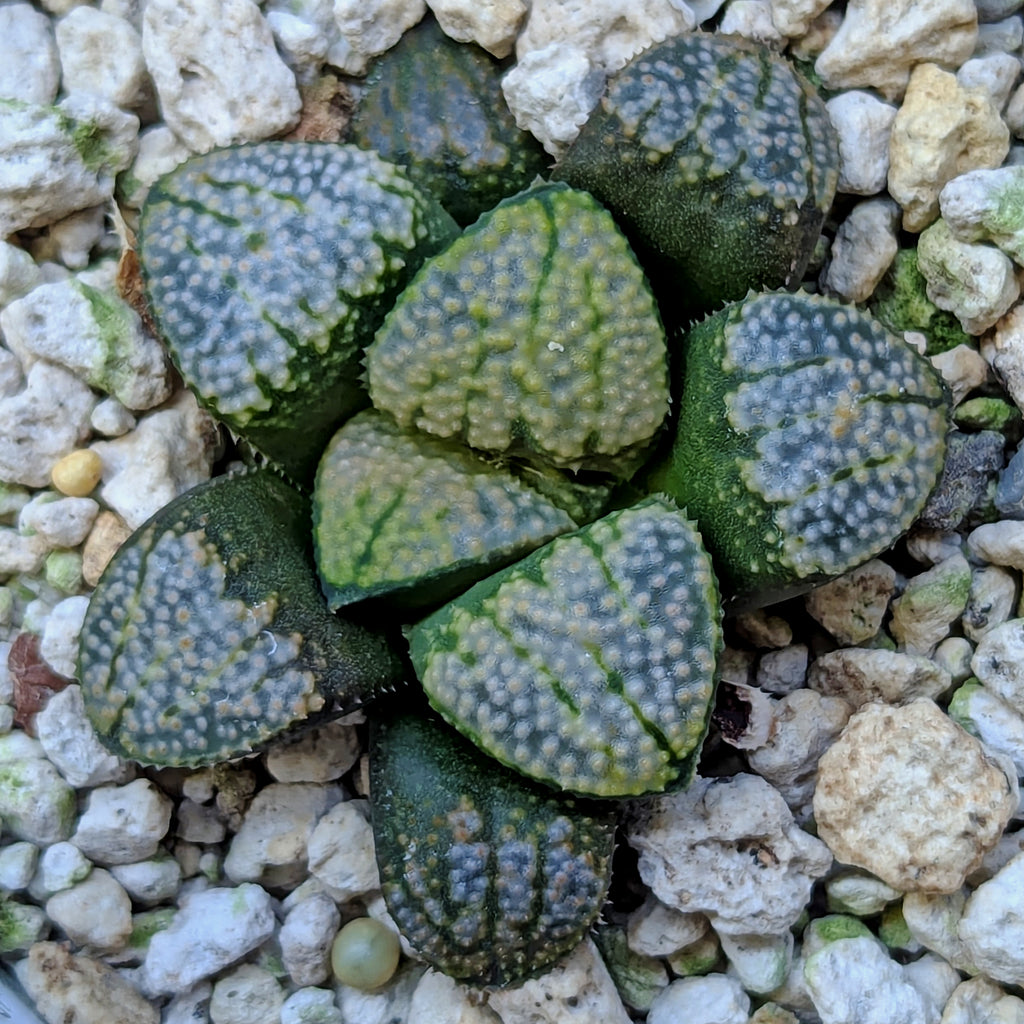 Haworthia "TetraTreasures" PP631 groenewaldii hybrid series #43