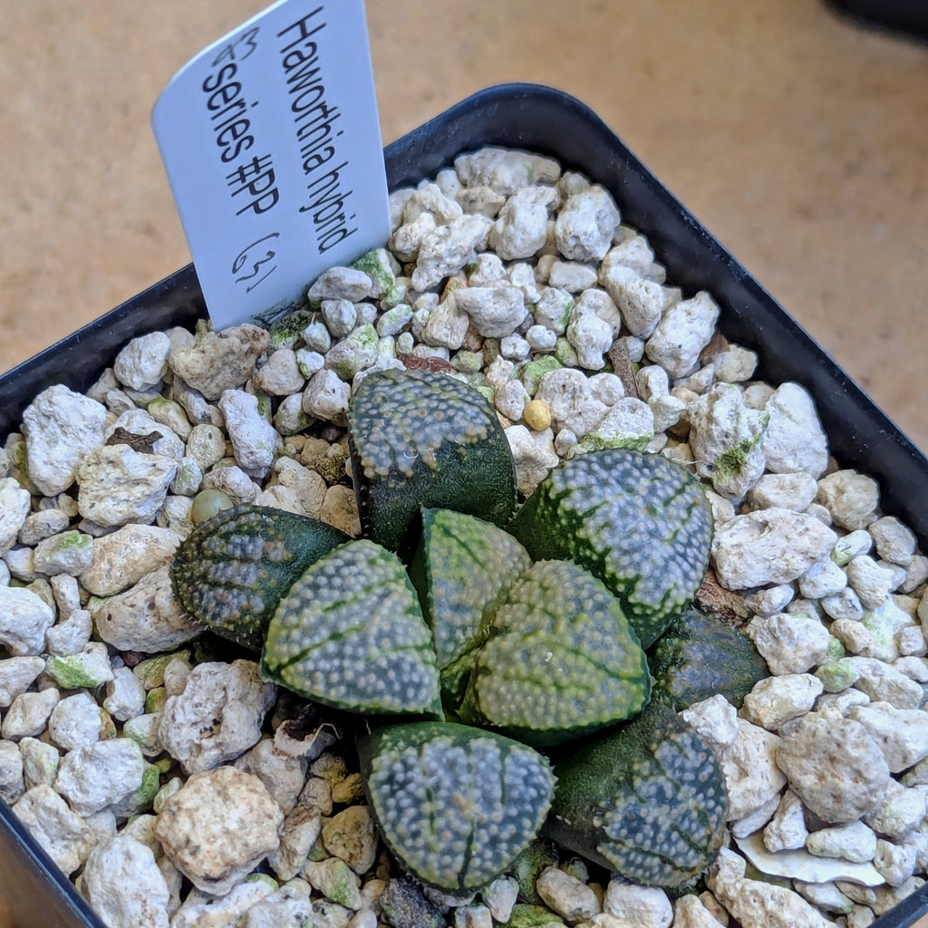 Haworthia "TetraTreasures" PP631 groenewaldii hybrid series #43