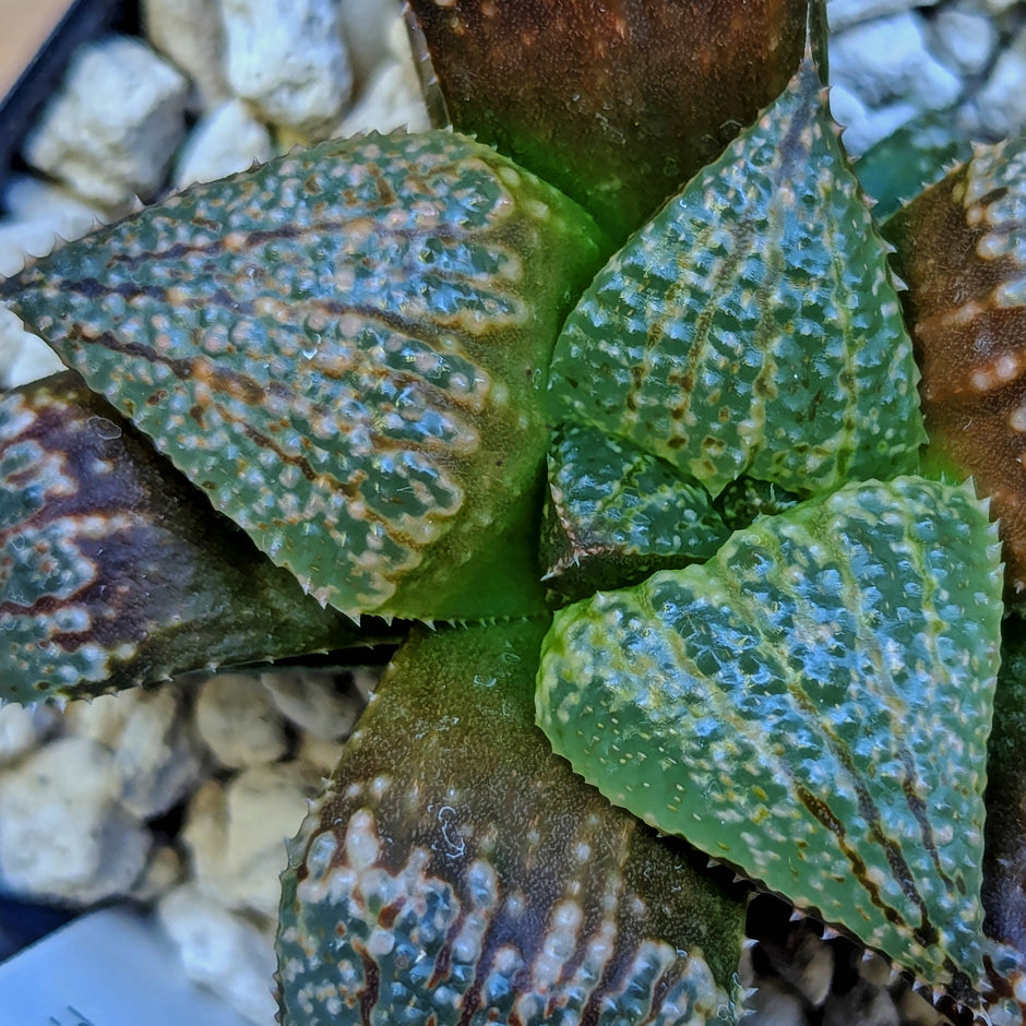 Haworthia "TetraTreasures" PP580 hybrid series #43