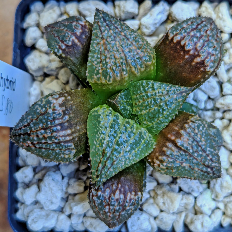 Haworthia "TetraTreasures" PP580 hybrid series #43