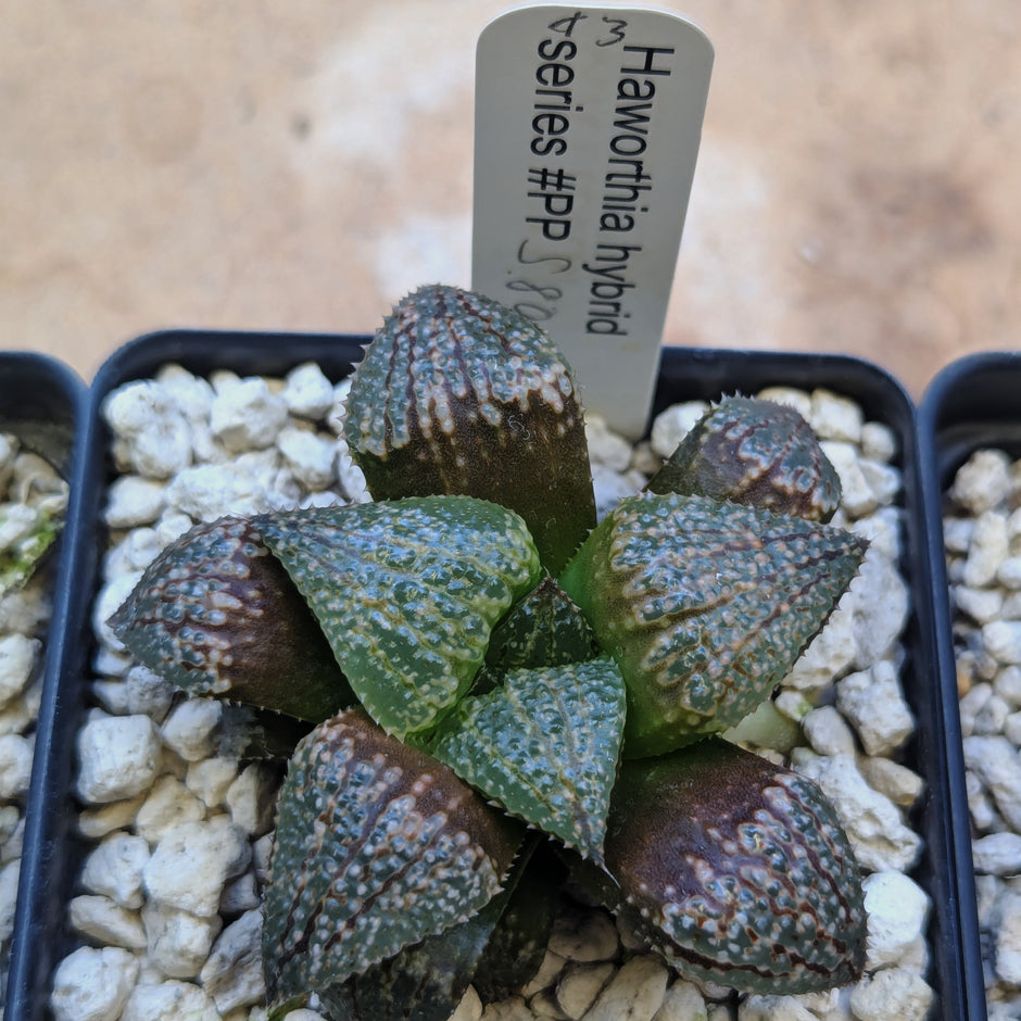 Haworthia "TetraTreasures" PP580 hybrid series #43