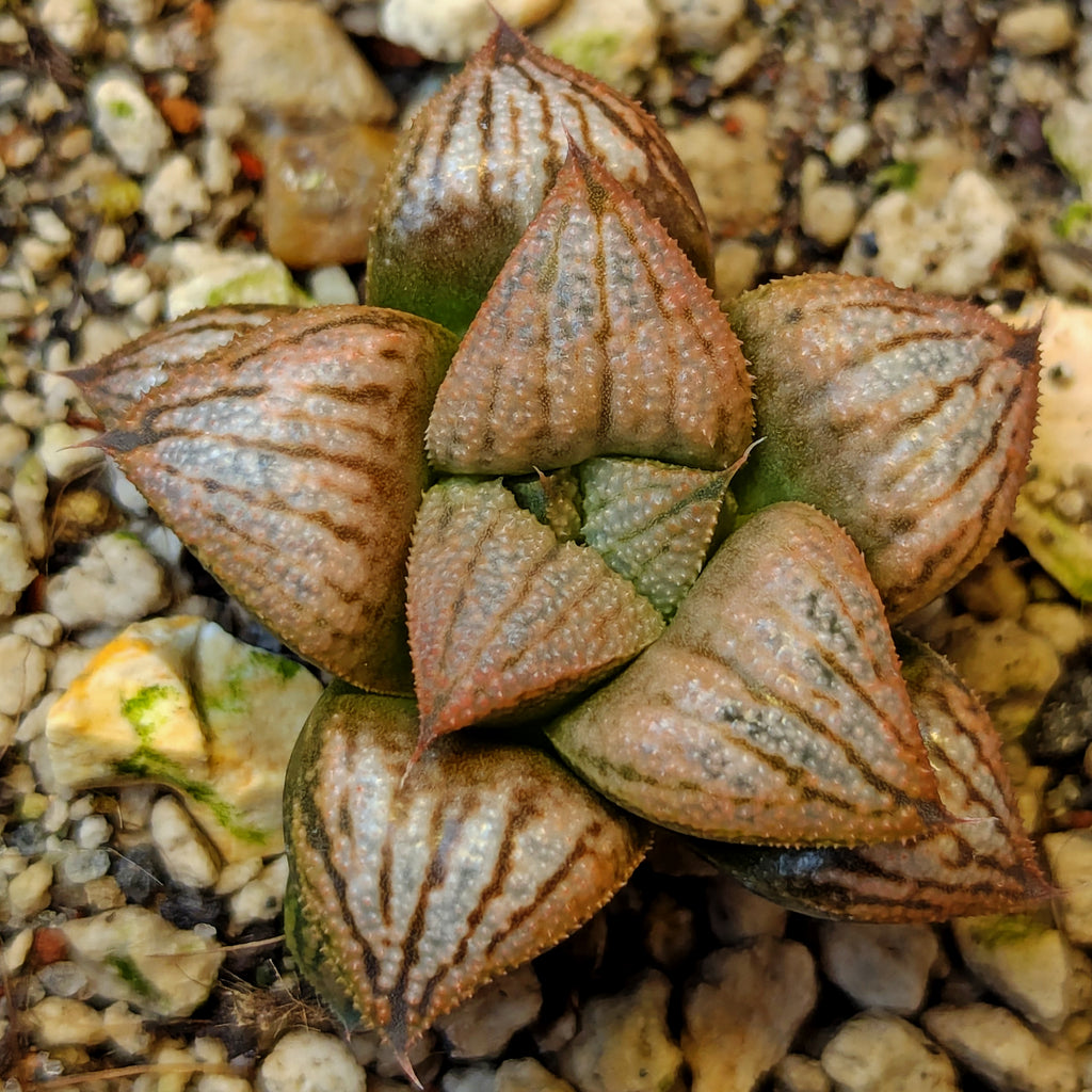Haworthia hybrid series PP639 #43
