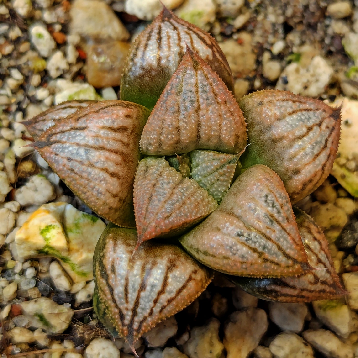Haworthia hybrid series PP639 #43