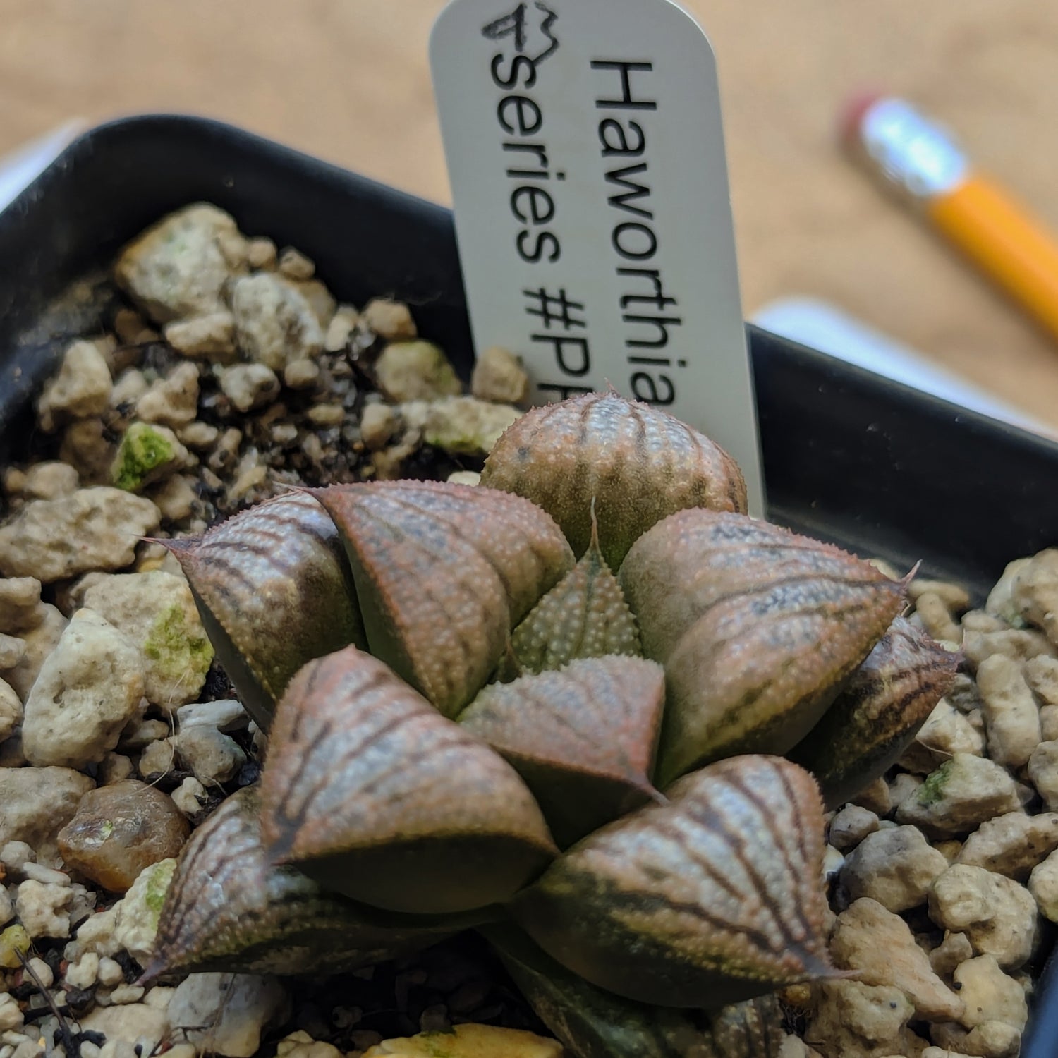 Haworthia hybrid series PP639 #43