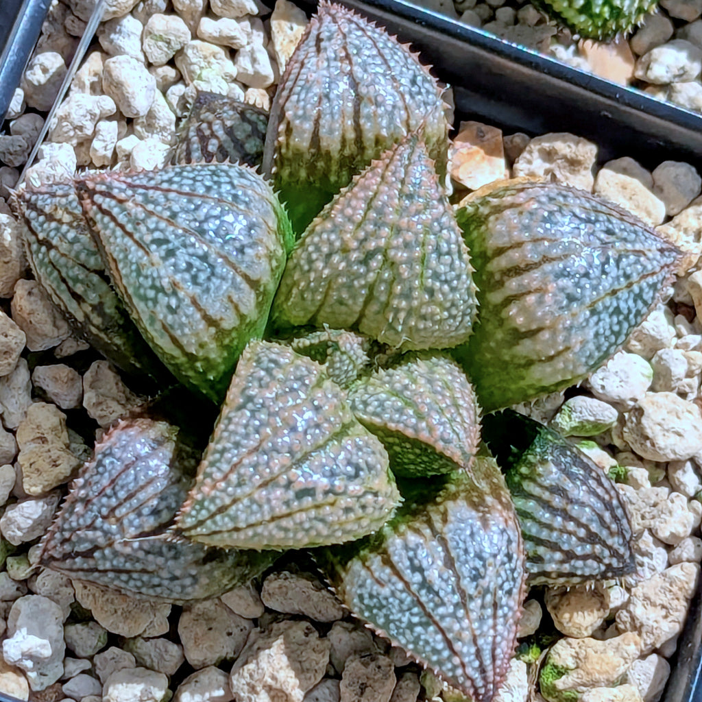 Haworthia "TetraTreasures" PP631 groenewaldii hybrid series #44