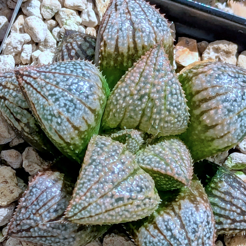 Haworthia "TetraTreasures" PP631 groenewaldii hybrid series #44