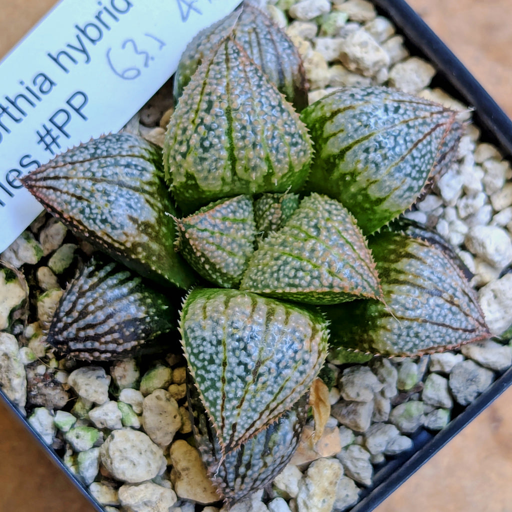 Haworthia "TetraTreasures" PP631 groenewaldii hybrid series #44