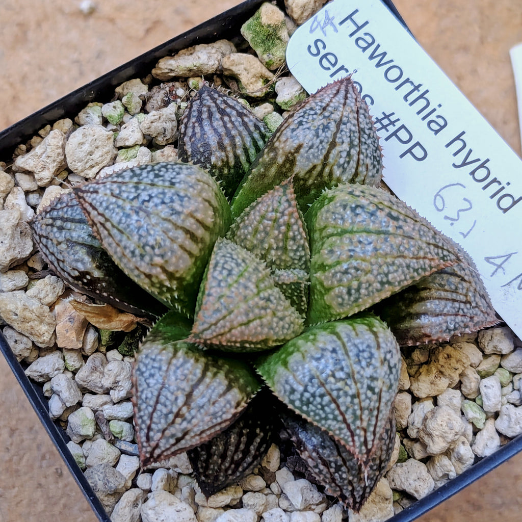 Haworthia "TetraTreasures" PP631 groenewaldii hybrid series #44
