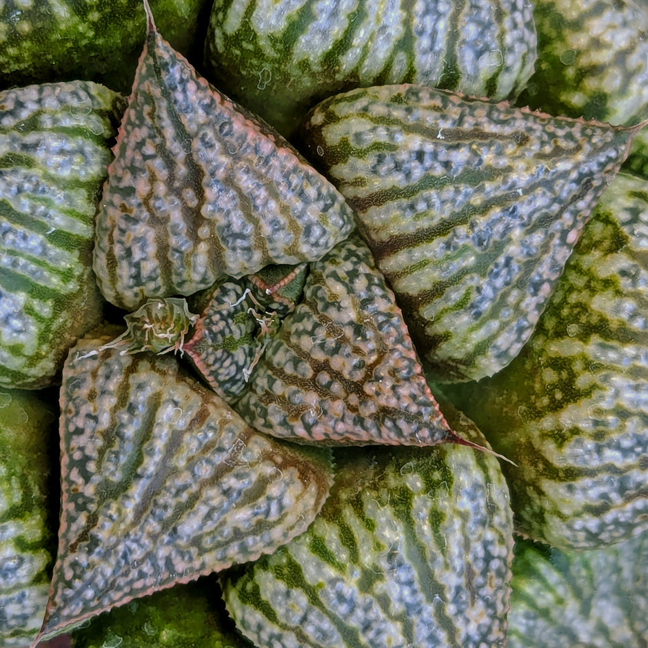 Haworthia hybrid series PP422 #44