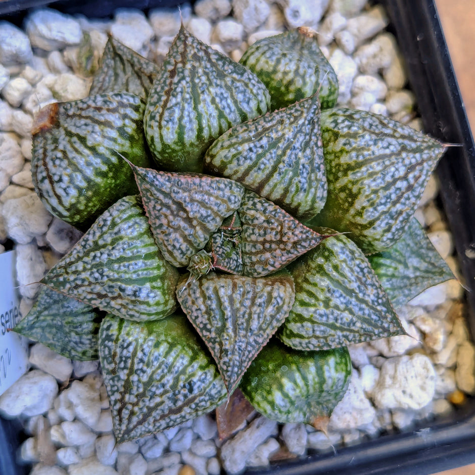 Haworthia hybrid series PP422 #44