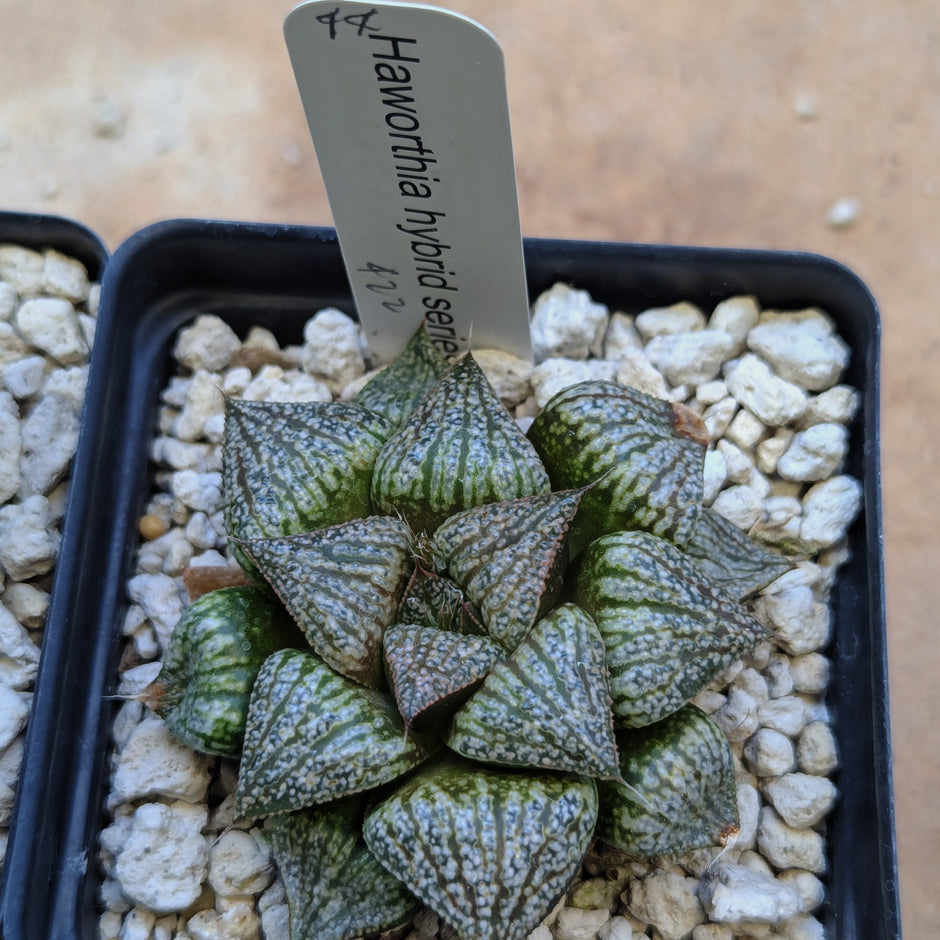 Haworthia hybrid series PP422 #44