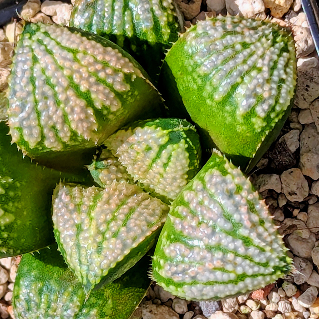 Haworthia "TetraTreasures" PP634 hybrid series #45