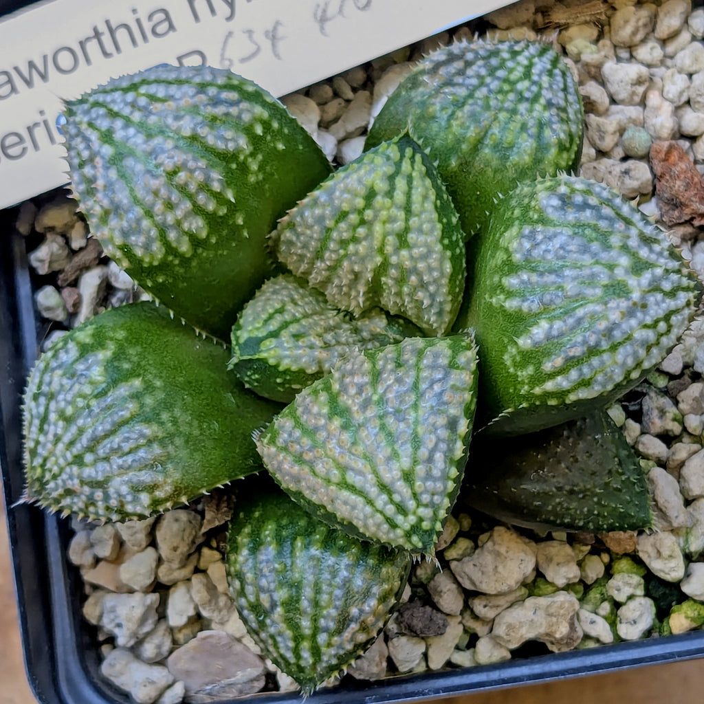 Haworthia "TetraTreasures" PP634 hybrid series #45