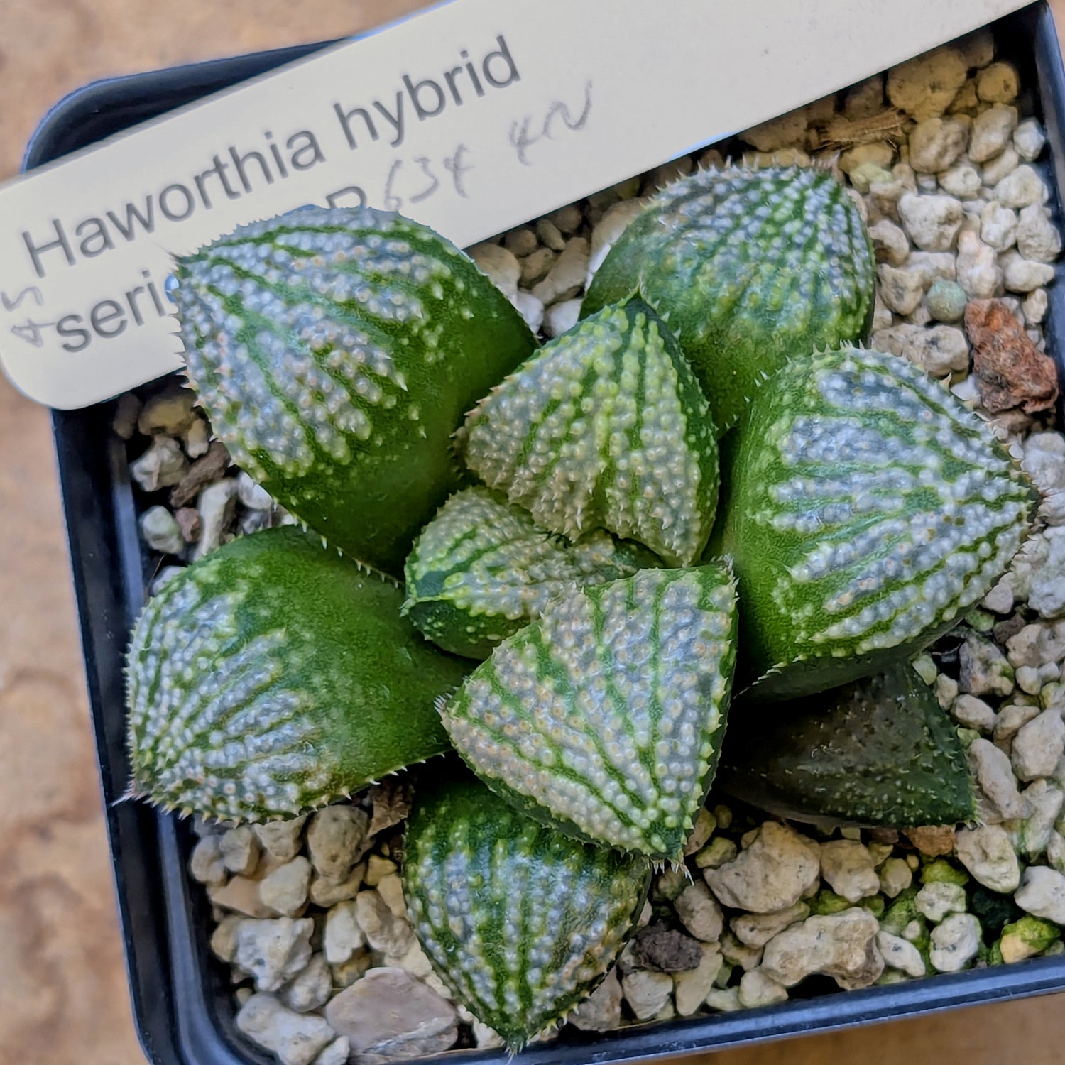 Haworthia "TetraTreasures" PP634 hybrid series #45